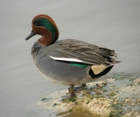 Jordan Valley Birding Lodge